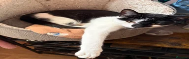 Mixed Breed Kitten 1