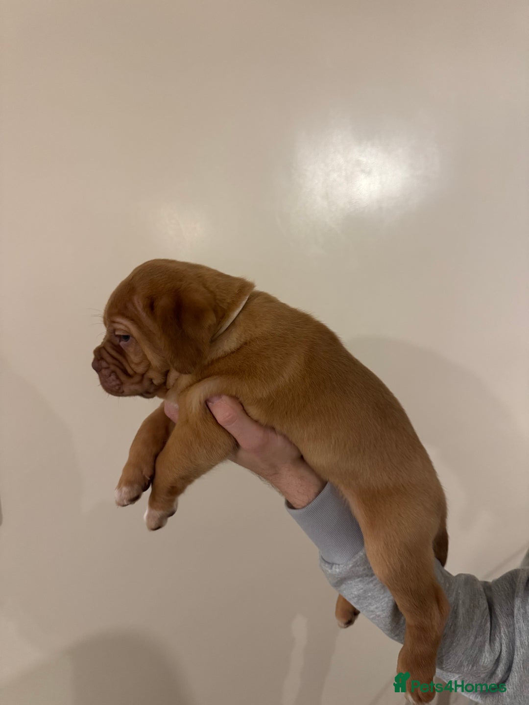 Dogue De Bordeaux dogs for sale: Dogue de Bordeaux pups for sale - Advert 17