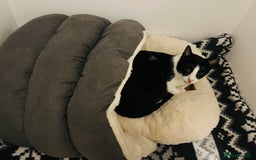 Arabian Mau cats for adoption: Minnie  - Advert 3