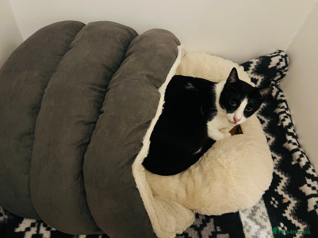 Arabian Mau cats for adoption: Minnie  - Advert 3