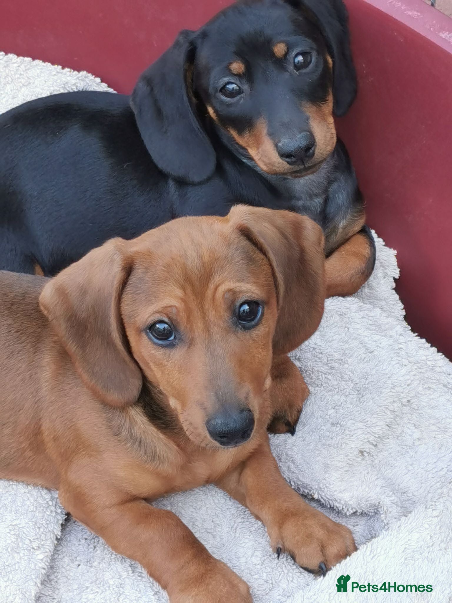 Dachshund dogs  Unusual Playful miniature Dachshound pups  - Advert 1