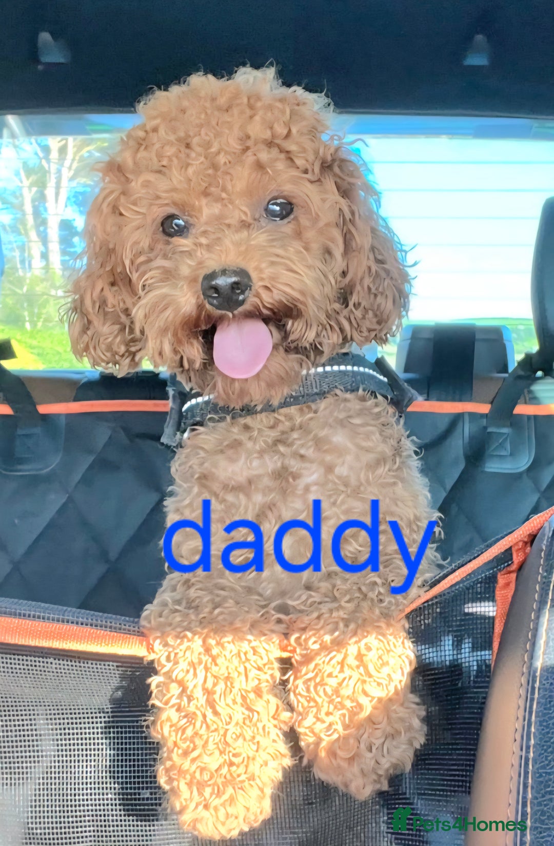Cavapoo dogs for sale: Toy Cavapoo puppies - Image 23
