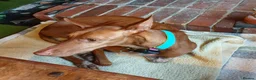 Ibizan Hound dogs for adoption: Cati a lovely calm girl who loves other dogs  in Alfreton - Advert 7