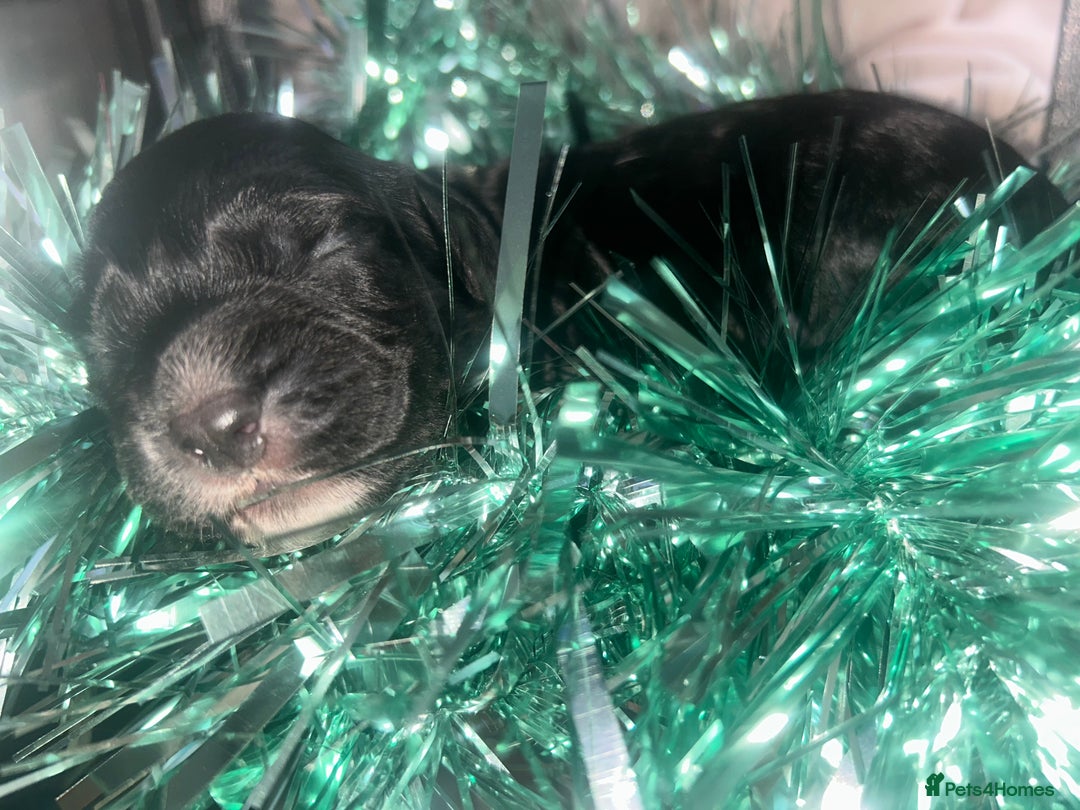 Cocker Spaniel dogs for sale: Cocker spaniel pups for sale  - Advert 24