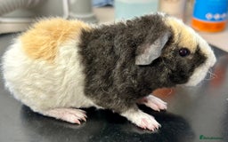 Guinea Pig rodents for sale: Teddy Guinea Pig Baby Boars - Image 17