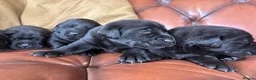 Labrador Retriever dogs for sale: Chunky show Labrador Puppies  - Advert 10