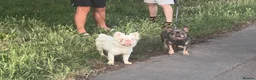 French Bulldog dogs for sale: Fluffy  **  French Bulldogs Puppy - Advert 10
