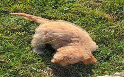 Mixed Breed dogs for sale: Cockalier-a-poo puppies;  Cockalier X Poodle - Image 3
