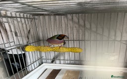Finches birds for sale: Gouldian Finch - Image 6
