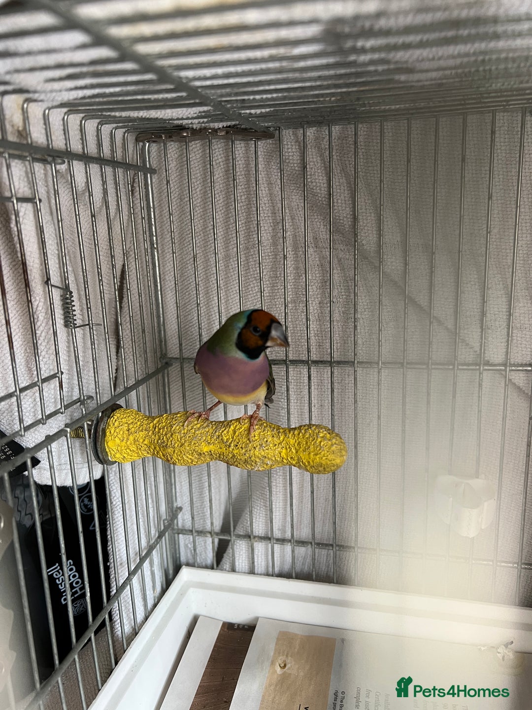 Finches birds for sale: Gouldian Finch - Image 6