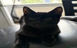 Burmese cats for sale: Small black Burmese - Image 2