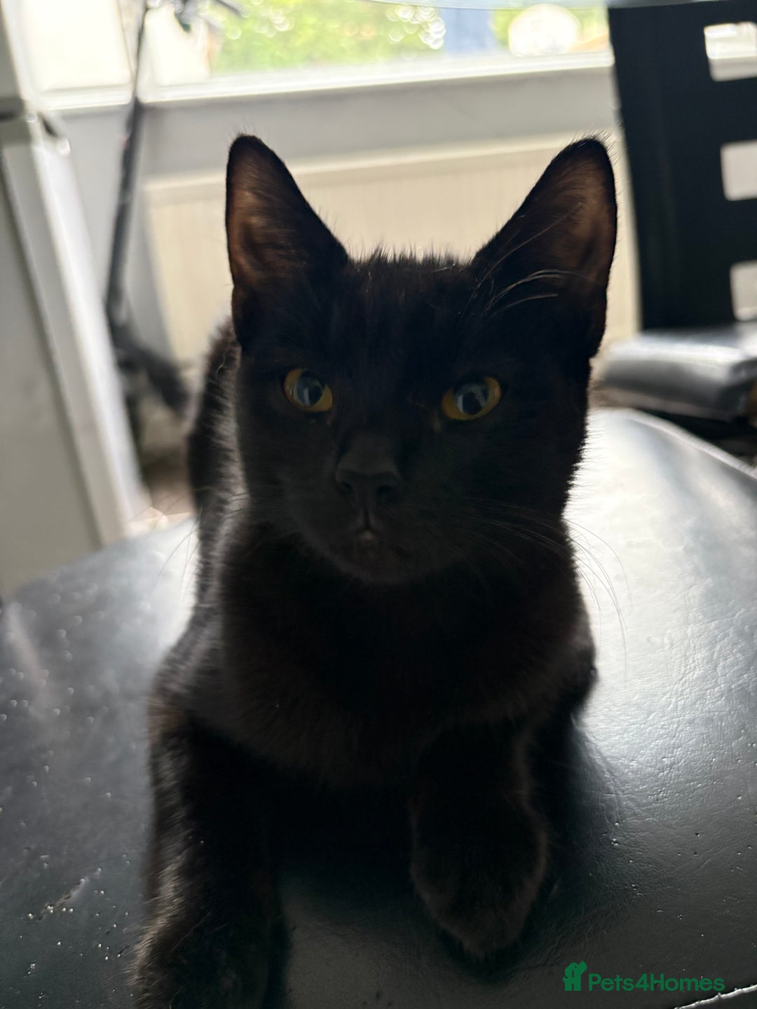 Burmese cats for sale: Small black Burmese - Image 2
