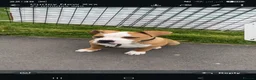 American Bulldog dogs for sale: American Bulldog boy puppy in Swansea - Advert 3