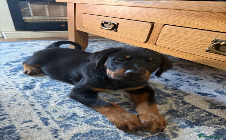 Rottweiler dogs - Advert 13