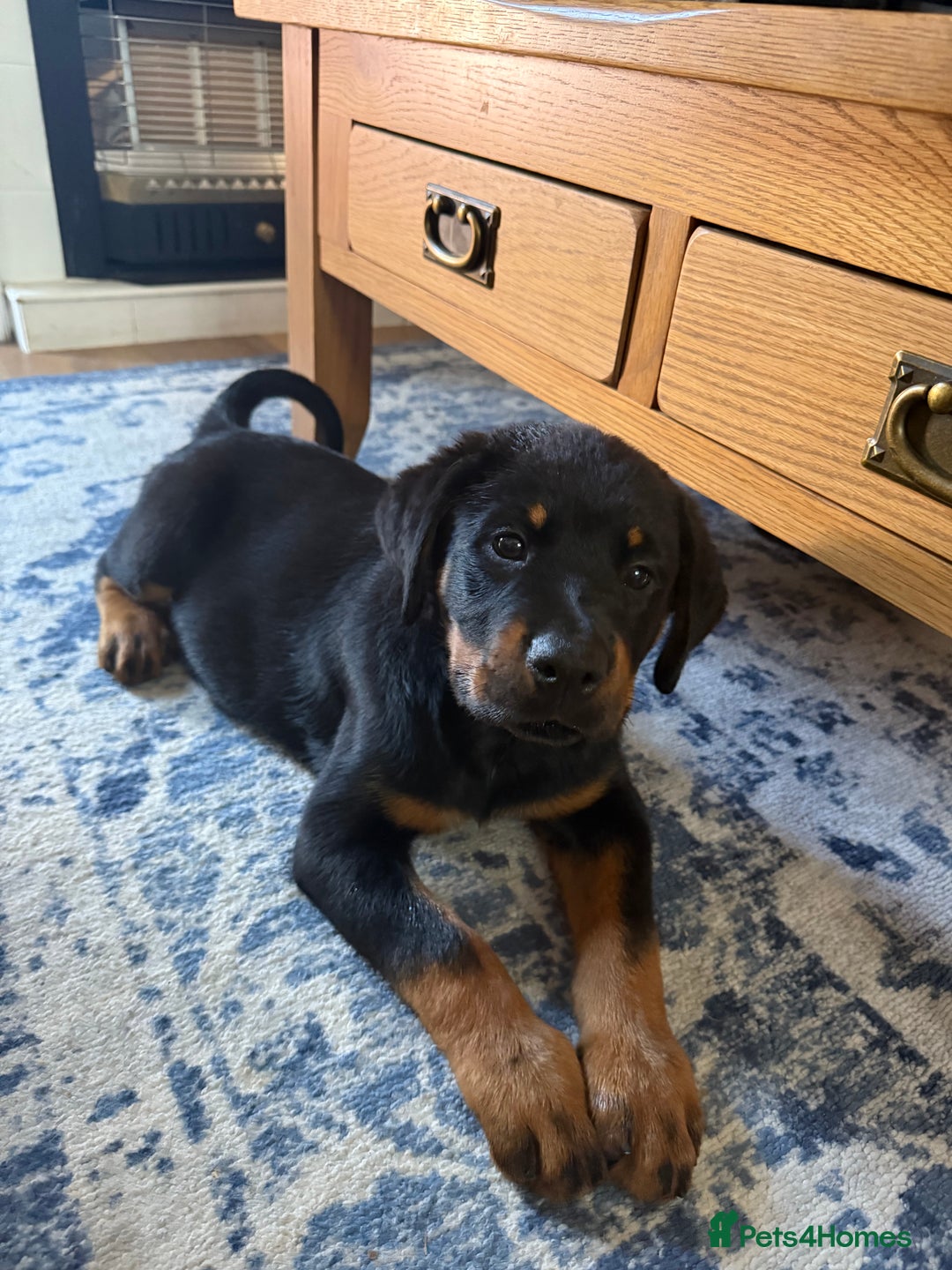 Rottweiler dogs for sale: Rottweiler puppy  - Image 1