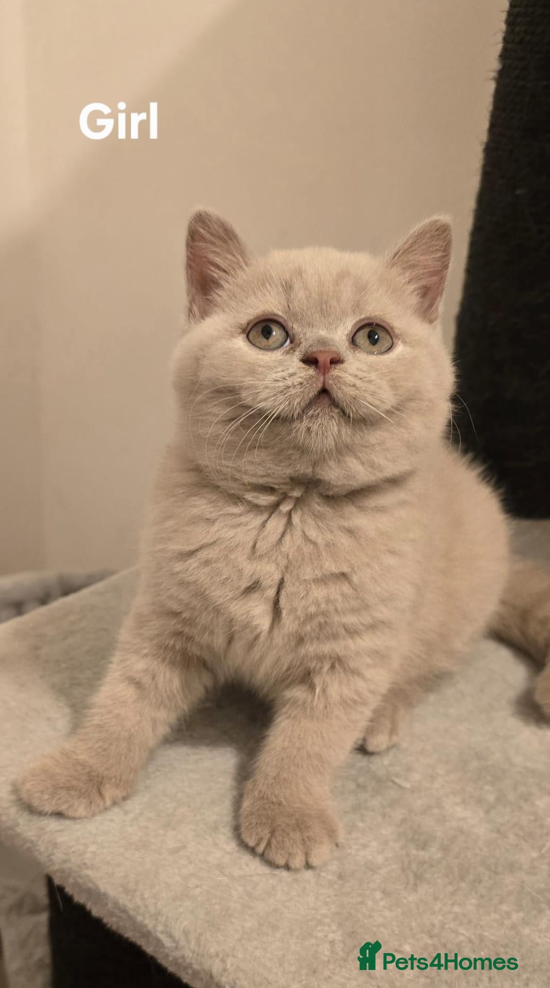British Shorthair cats Gorgeous British Shorthair Kittens TICA Registered - Advert 1