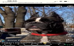 Boxer dogs for sale: Boxer puppies from Health Tested Parents  - Image 19