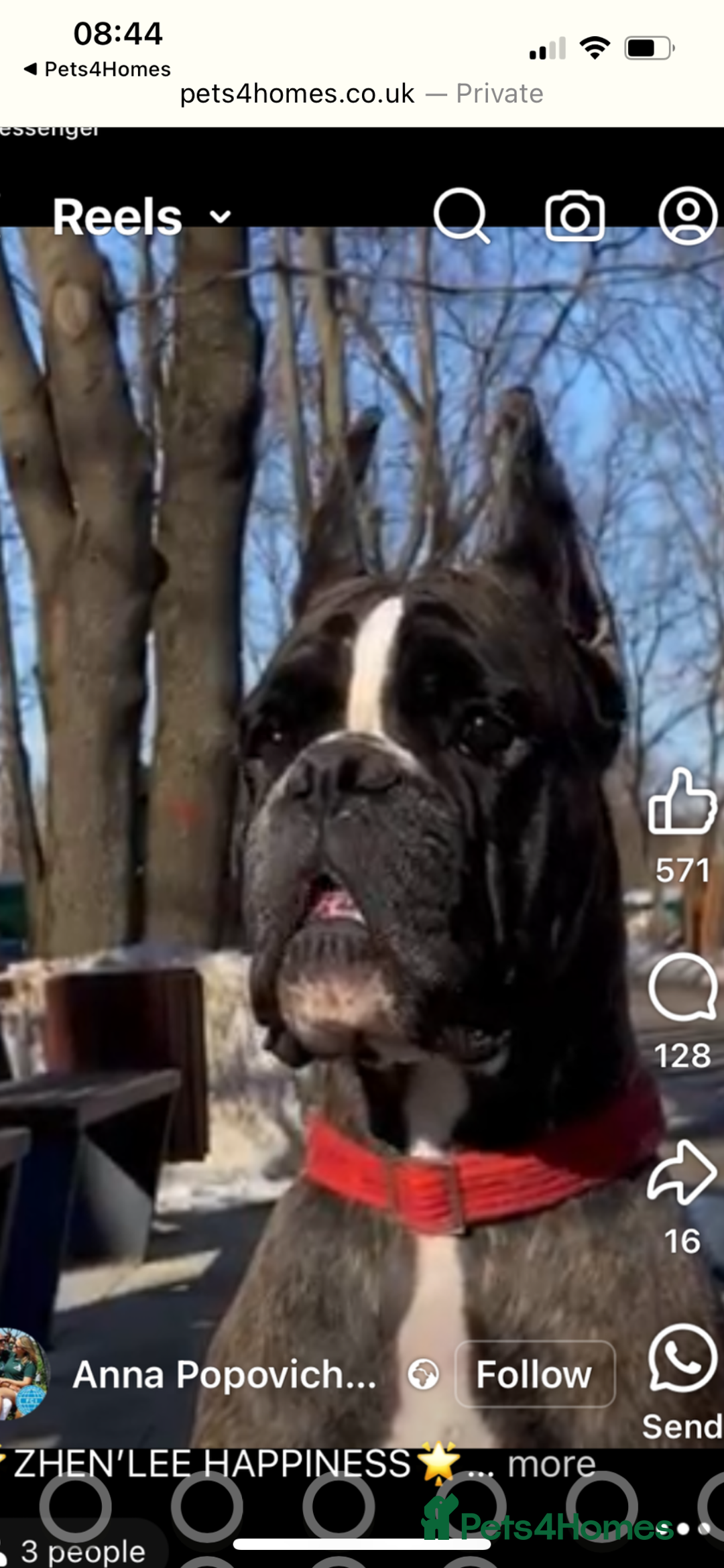Boxer dogs for sale: Boxer puppies from Health Tested Parents  - Image 19