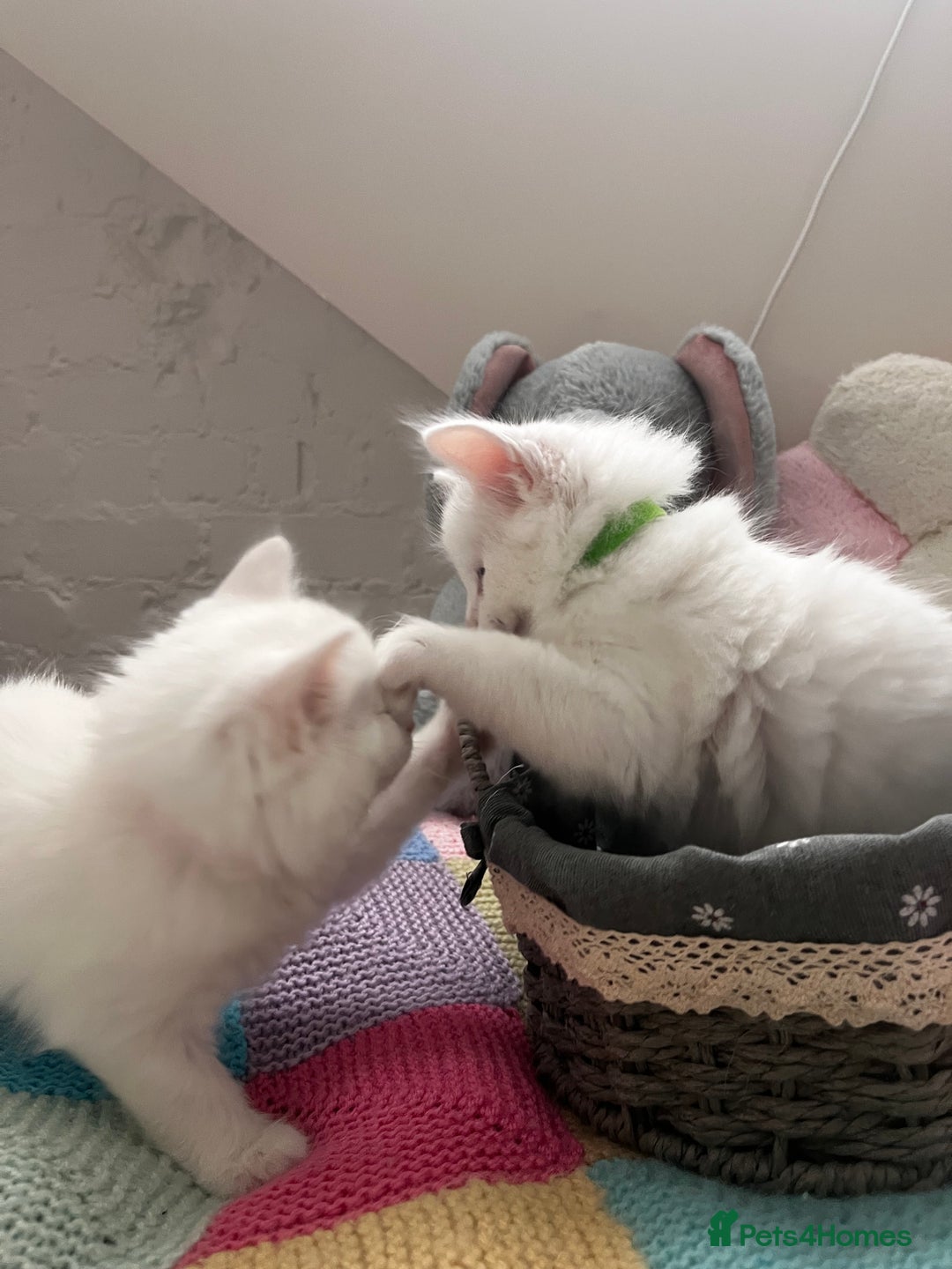 Turkish Angora cats for sale: Turkish Angora Longhair kittens - Advert 28