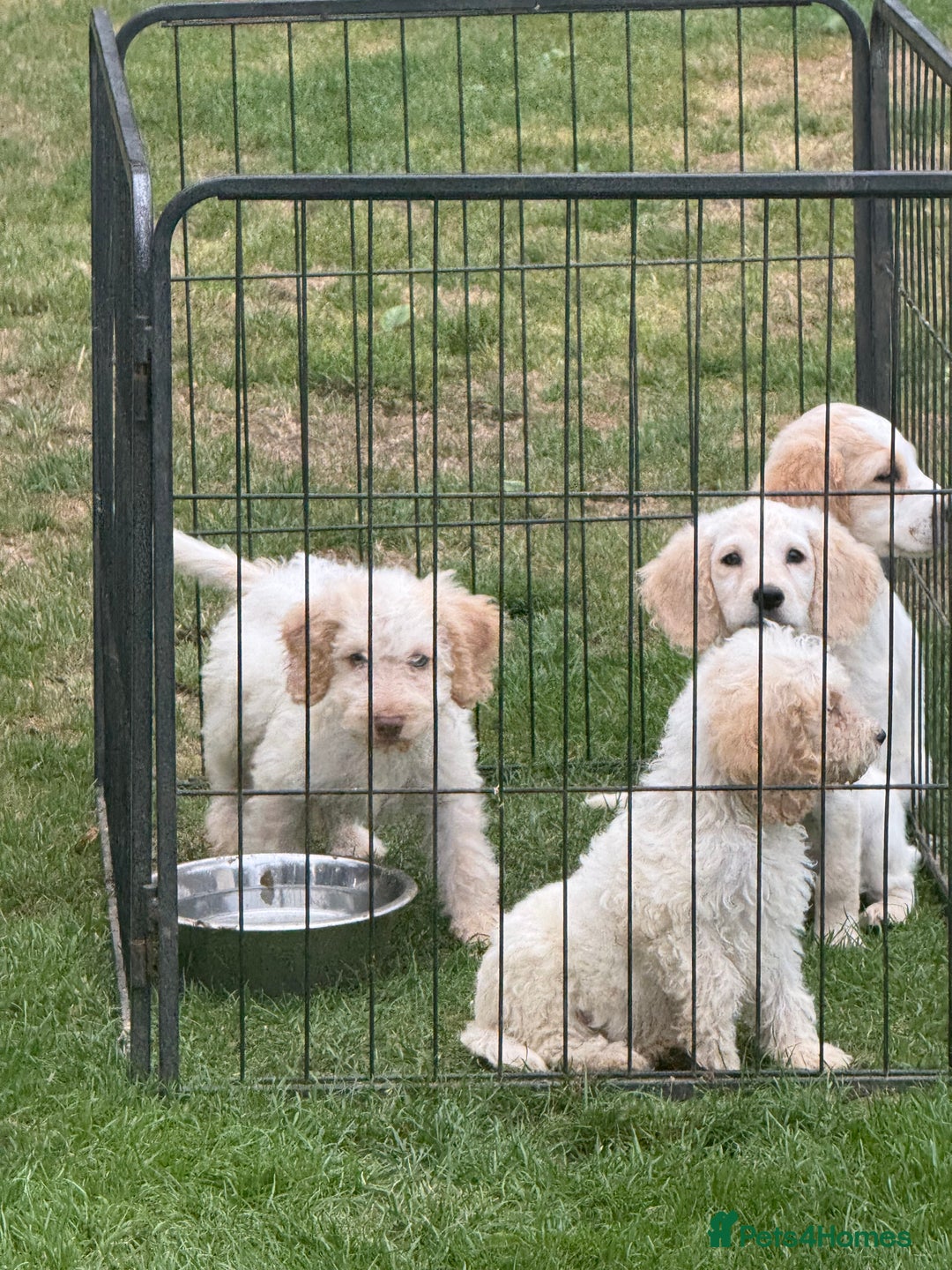 Cockapoo dogs for sale: Beautiful cockapoo pups ready now - Image 12