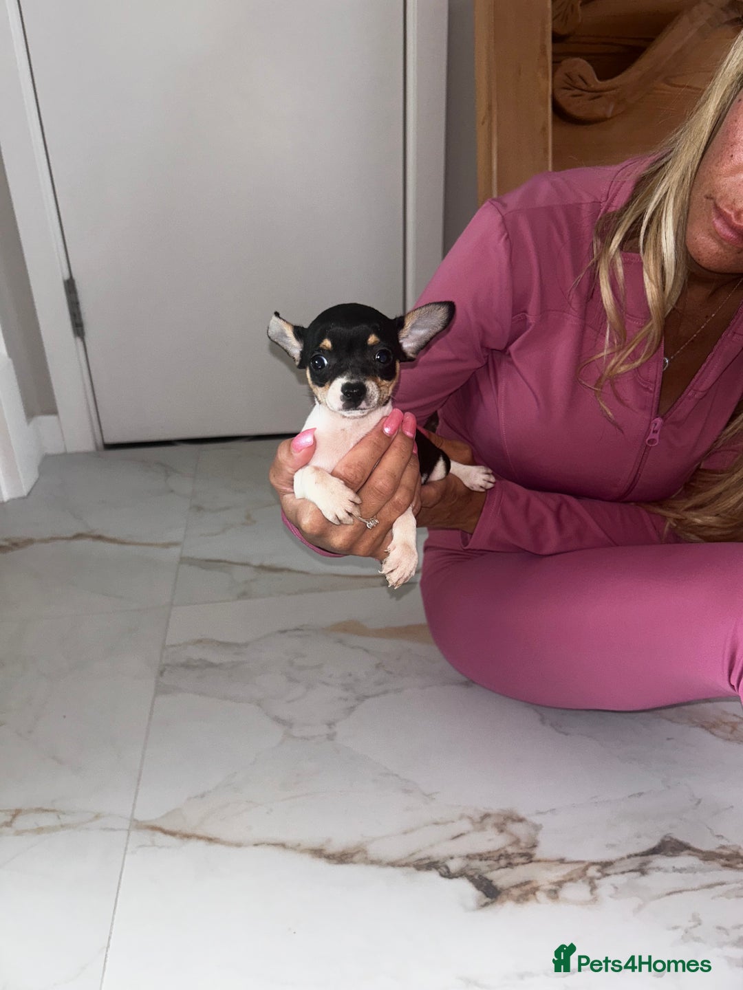 Chihuahua dogs for sale: 3/4 chihuahua 1/4 jack russell - Image 24