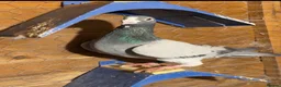 Pigeons birds for sale: Racing pigeons in Harrow - Advert 1
