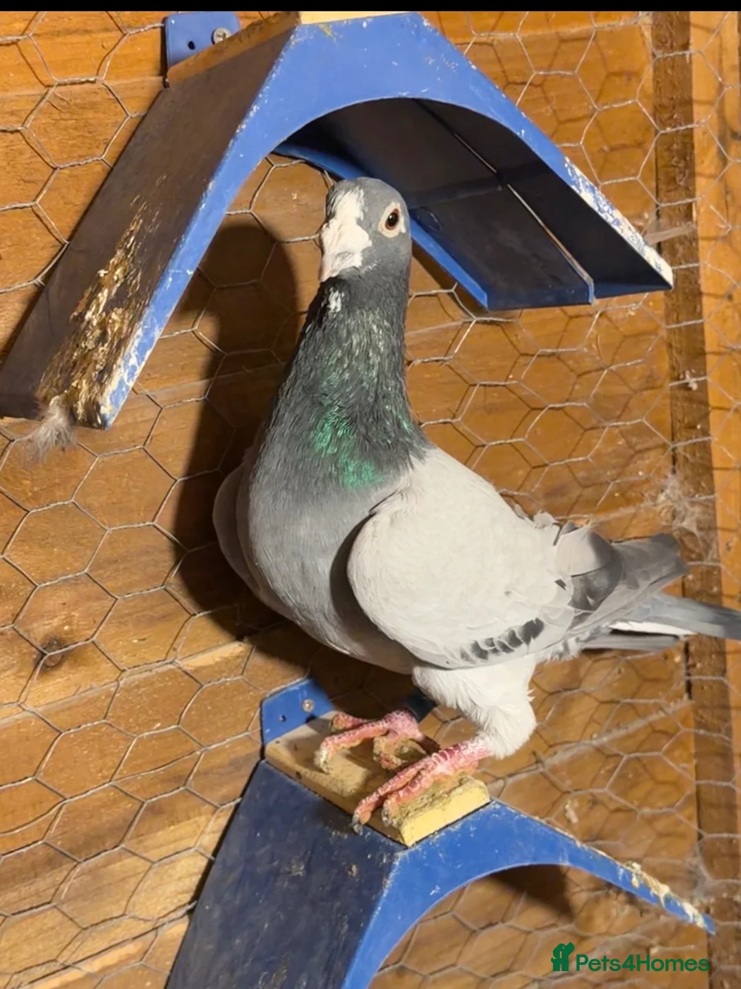 Pigeons birds for sale: Racing pigeons in Harrow - Advert 1