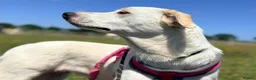 Mixed Breed dogs for adoption: Meet Mazie, currently residing in Essex in Frinton-on-Sea - Advert 4