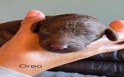 Cockapoo dogs for sale: Adorable F2b Cockapoo Puppies – Ready to Reserve  - Image 12