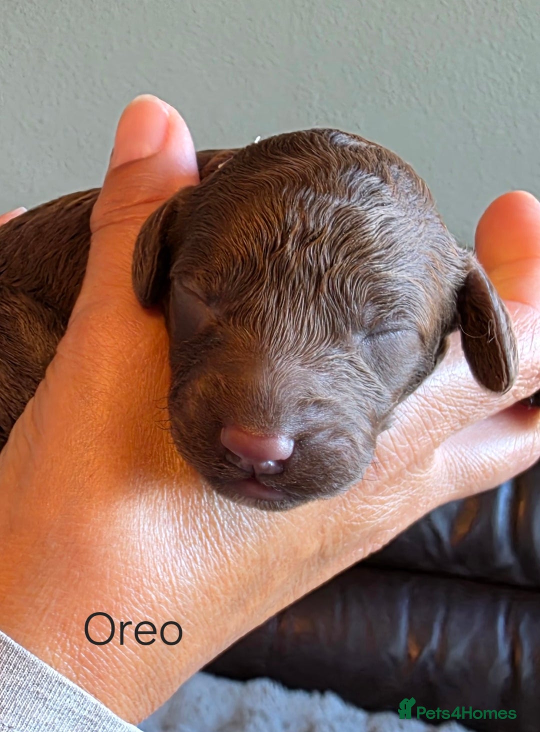 Cockapoo dogs for sale: Adorable F2b Cockapoo Puppies – Ready to Reserve  - Image 12