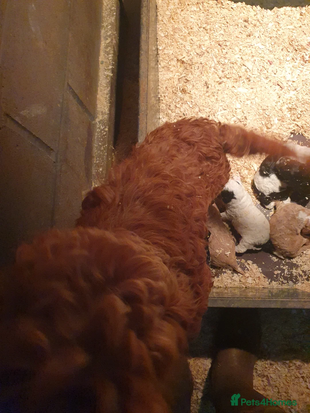 Cockapoo dogs for sale: cockapoo f1b puppies - Advert 2