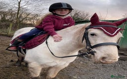 Riding pony horses for sale: For Sale Kids Lead Rein Pony! Safe and Bombproof - Advert 4