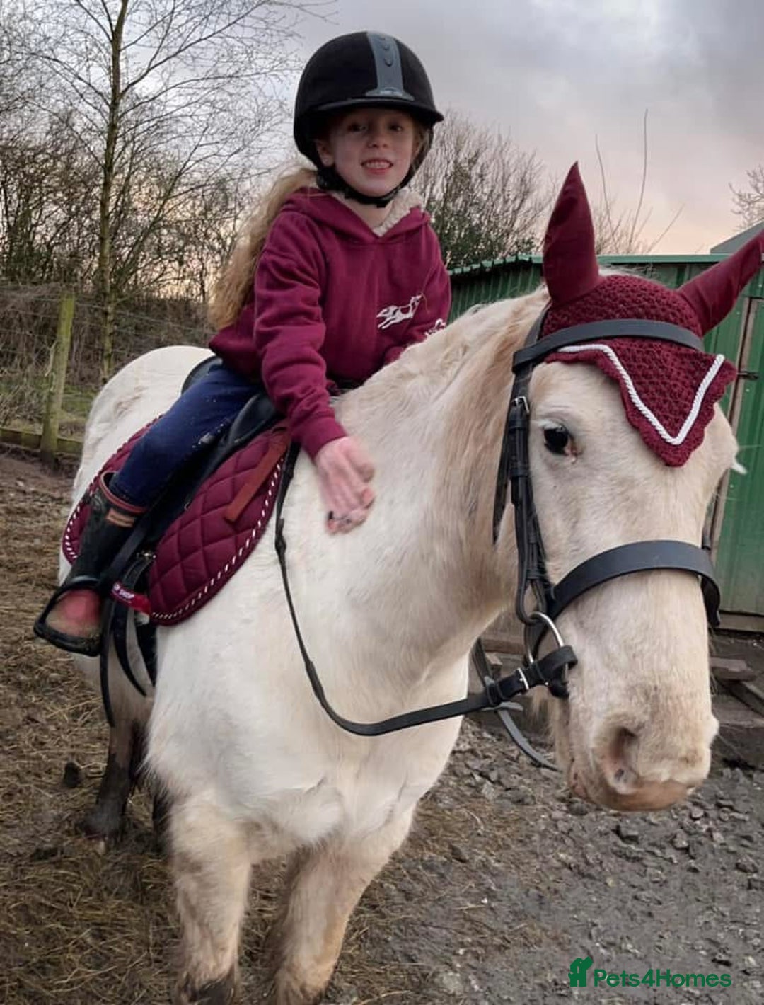 Riding pony horses for sale: For Sale Kids Lead Rein Pony! Safe and Bombproof - Advert 4