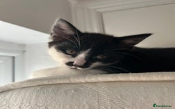 Domestic Shorthair cats for sale: 2 9 week old kittens - Image 2
