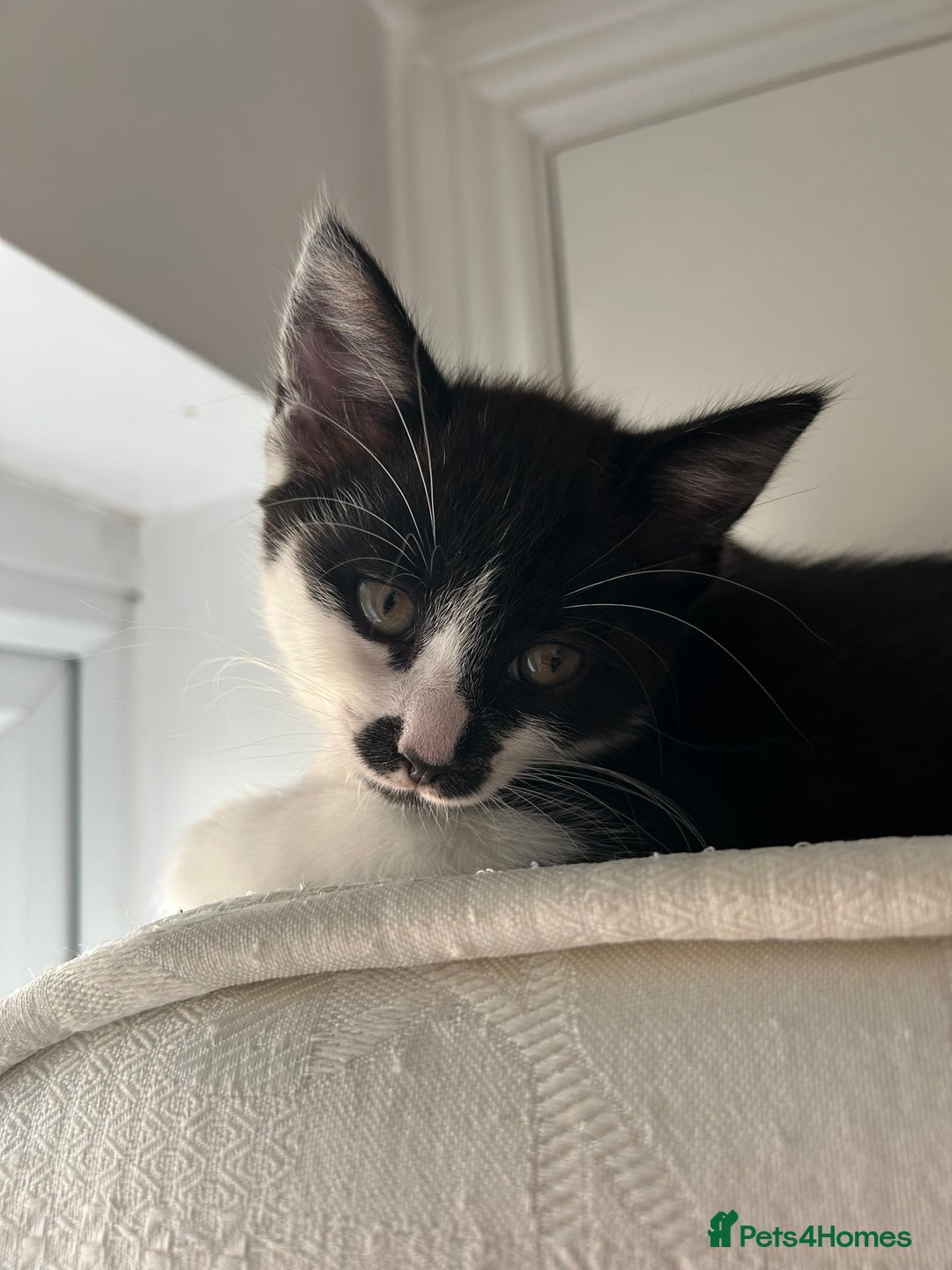 Domestic Shorthair cats for sale: 2 9 week old kittens - Image 2