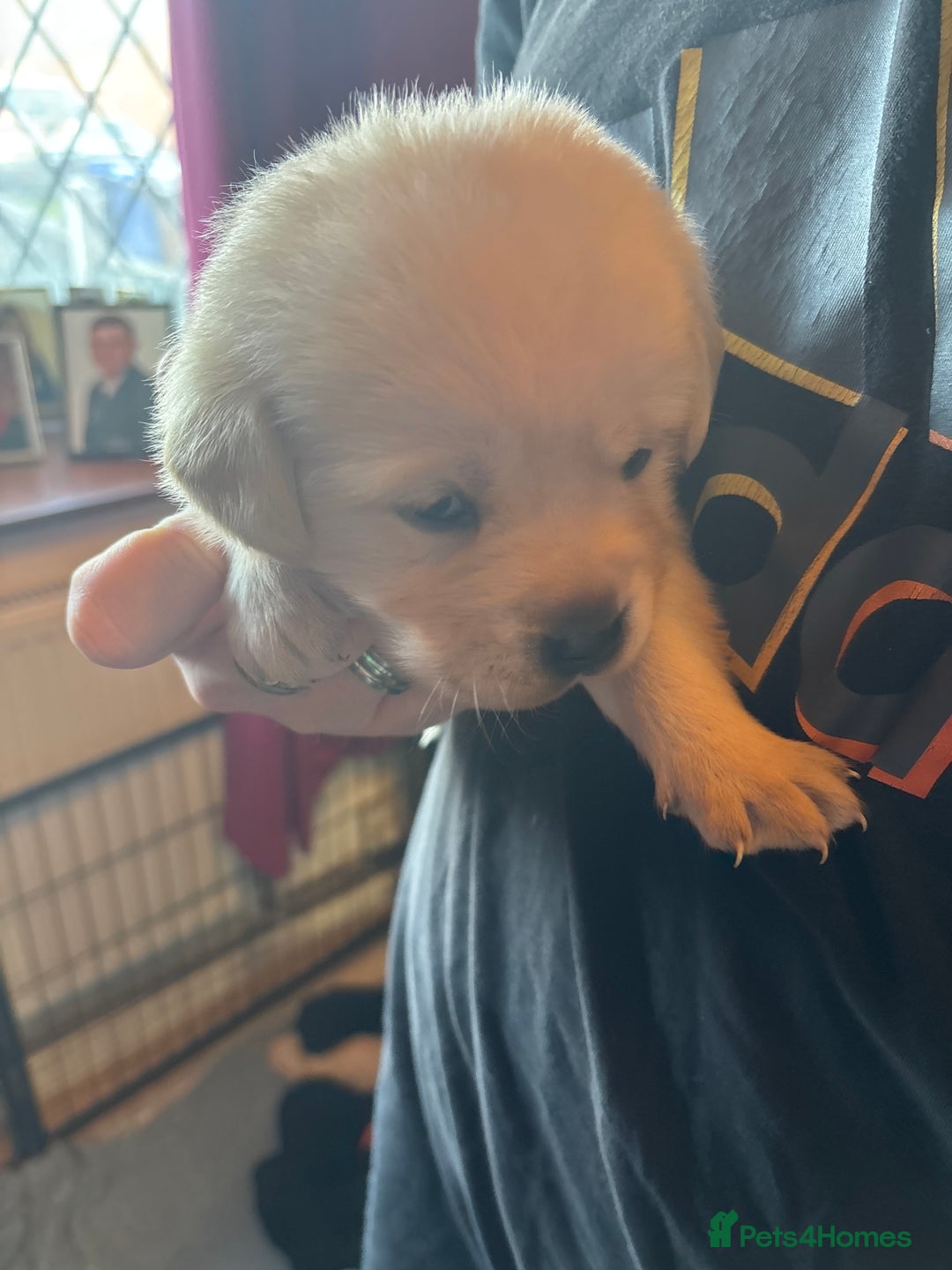 Goldador dogs for sale: Goldador puppies - Advert 6