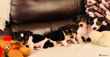 Jack Russell dogs Adorable Miniature  Jack Russell Pups For Sale - Advert 6