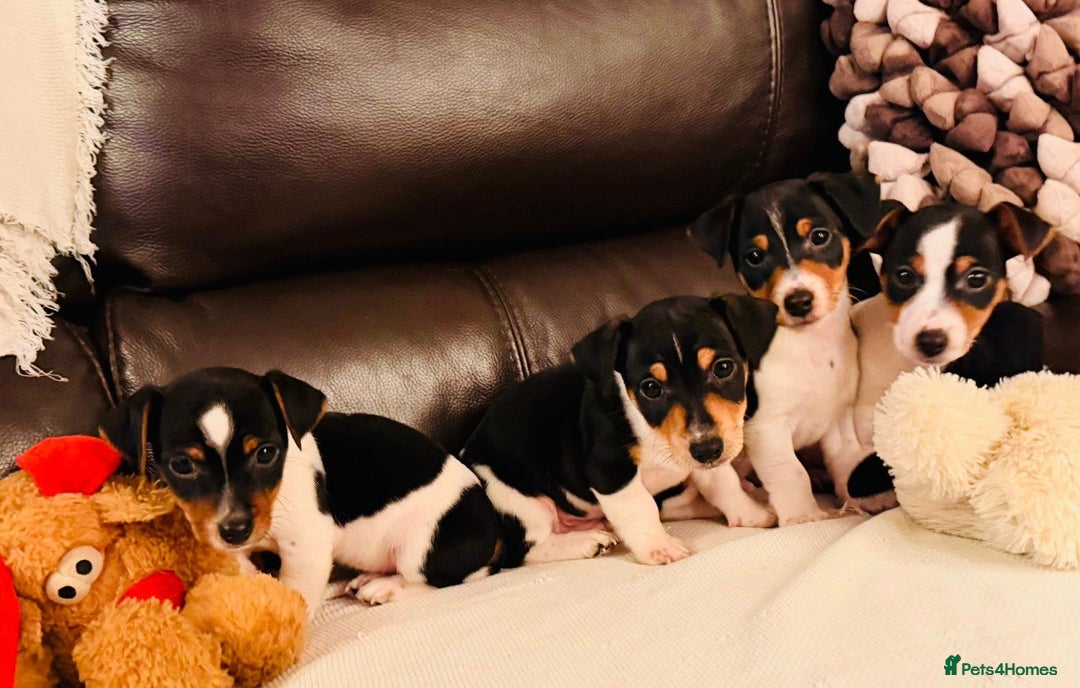 Jack Russell dogs for sale: Adorable Miniature  Jack Russell Pups For Sale - Advert 2