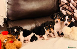 Jack Russell dogs Adorable Miniature Jack Russell Pups For Sale - Advert 7