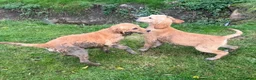 Golden Retriever dogs for sale: Beautiful KC dark gold healthy boys - Advert 19