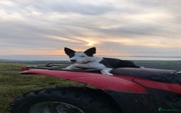 Border Collie dogs for sale: Border Collie Puppies - Image 5