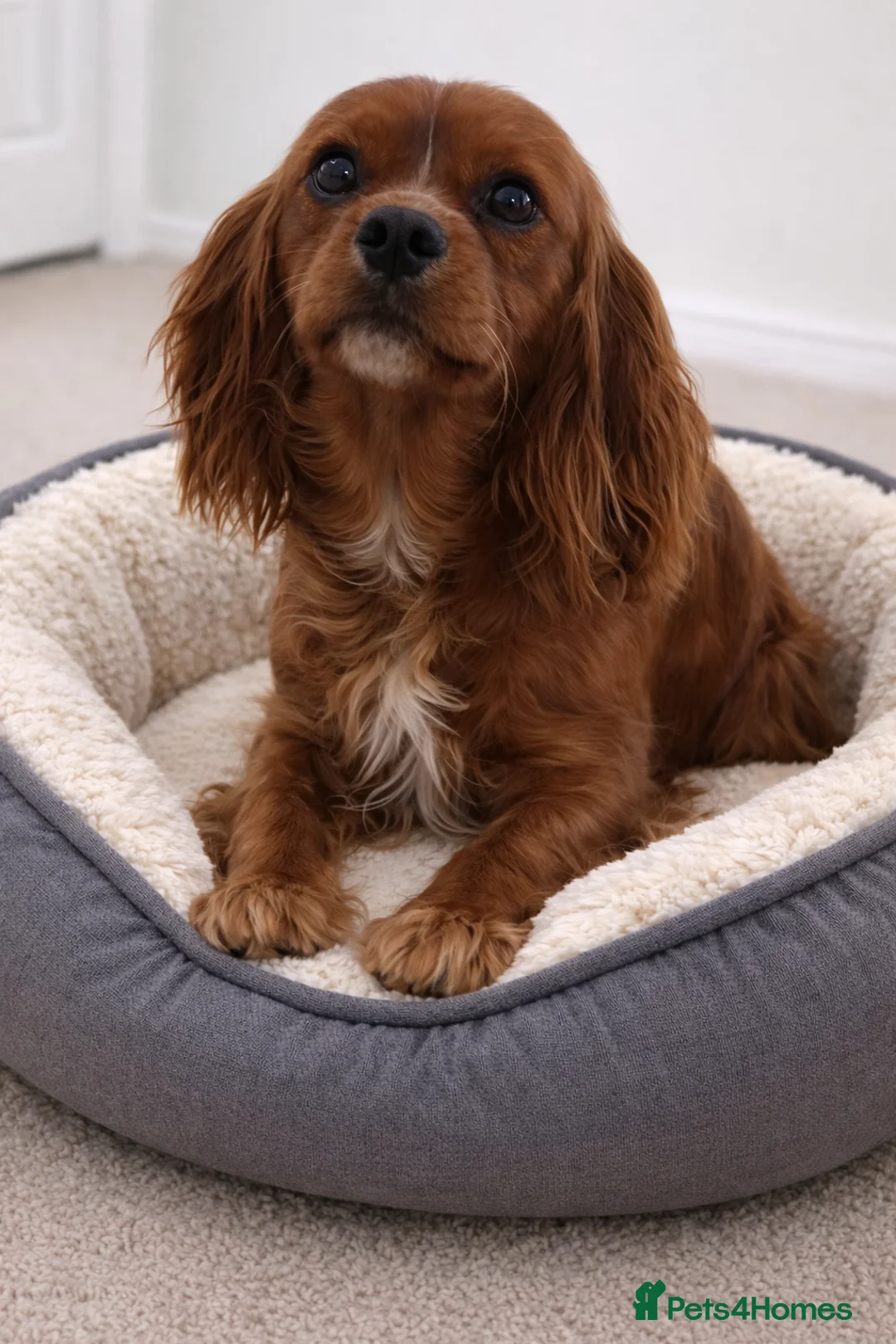 Cavalier King Charles Spaniel dogs for stud: Fully health tested kc ruby boy in Wisbech - Advert 1