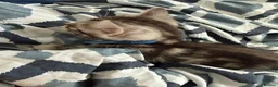 Bengal cats for sale: 🐾 Beautiful Bengal x Maine Coon Kittens 🐾 - Advert 26