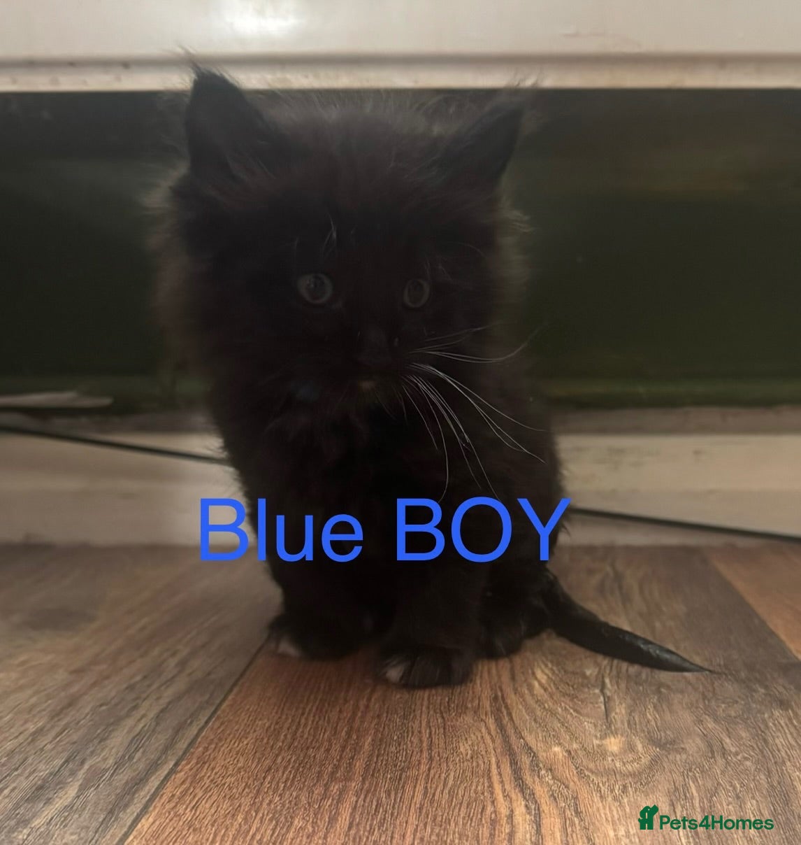 Mixed Breed cats Mixed Maine coons  - Advert 1
