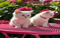 British Shorthair cats for sale: Colourpoints BSH active & non-active available - Image 21