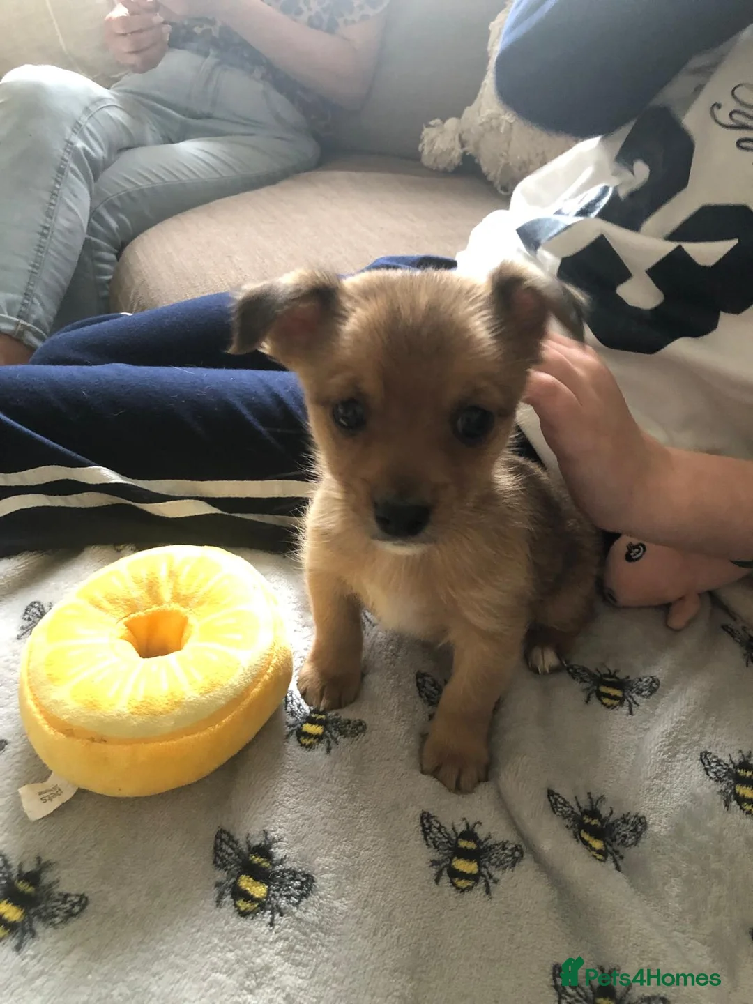 Chorkie dogs for sale: 9 week chorkie in Colchester - Advert 1