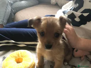 Chorkie dogs 9 week chorkie - Advert 2