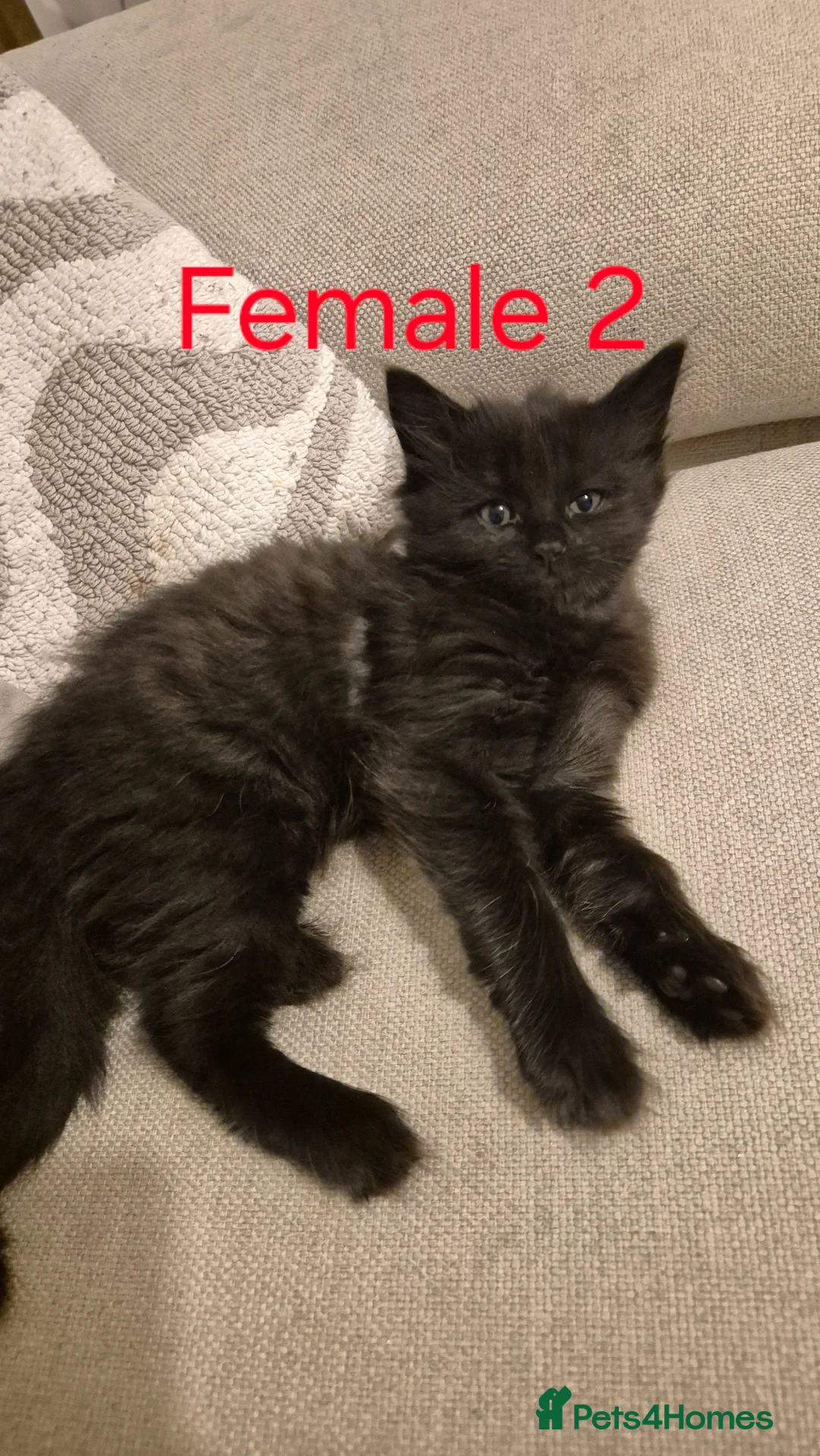 Mixed Breed cats for sale: 5 beautiful kittens for sale - Advert 15