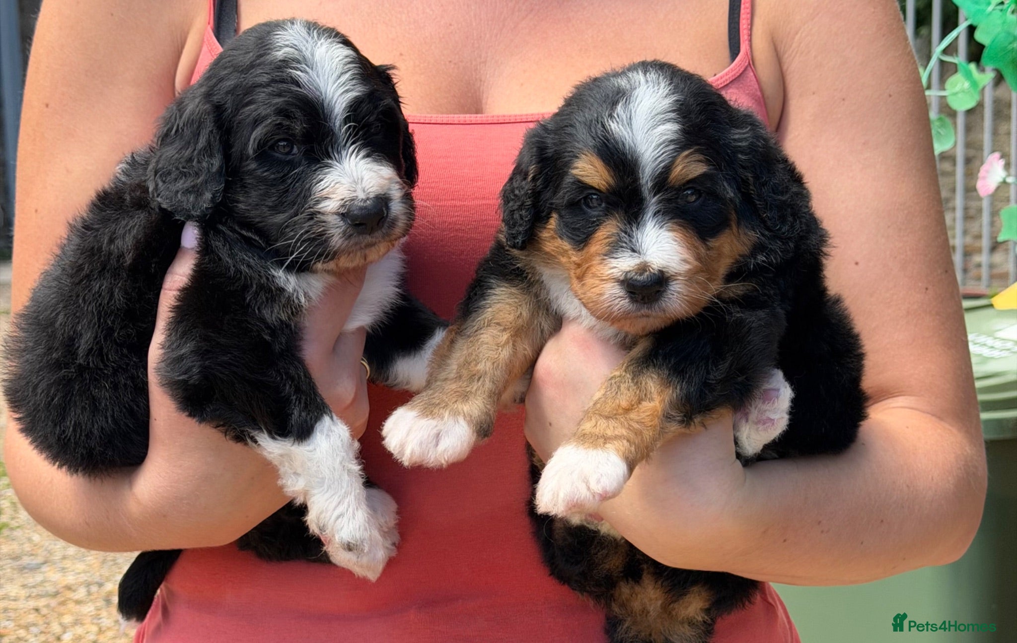 Bernedoodle dogs Bernadoodle pups homebred  - Advert 2