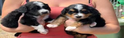 Bernedoodle dogs for sale: Bernadoodle pups homebred  - Advert 2